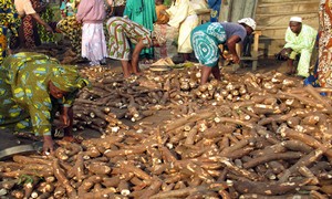 Cassava Collection